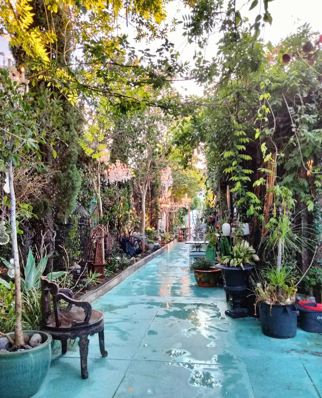 Mi Alma GArdens