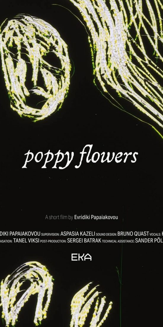 poppy flowers