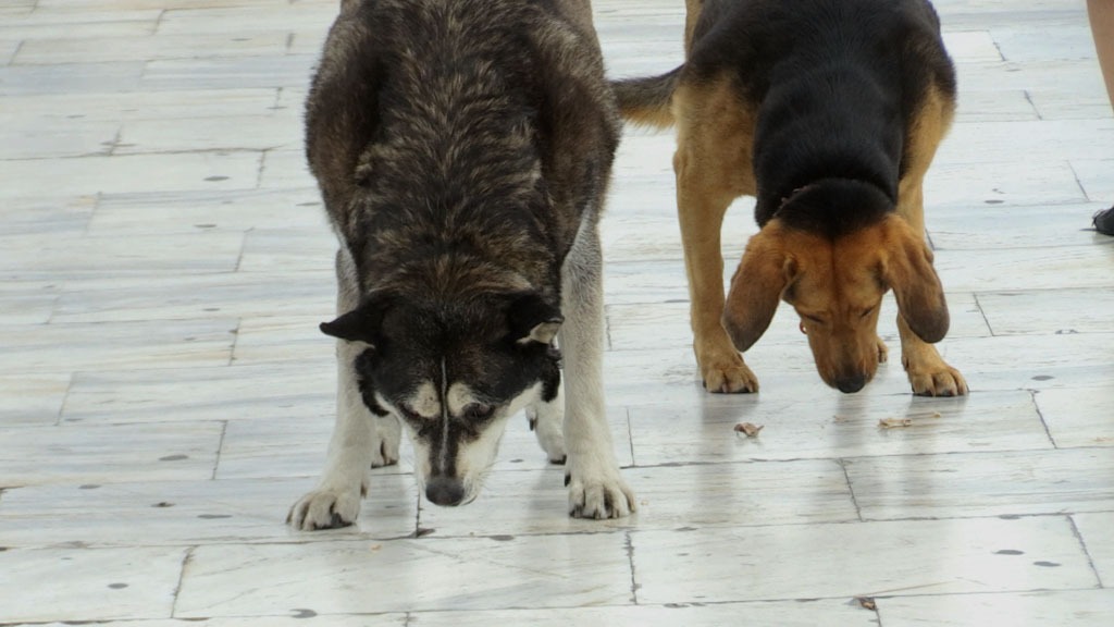 Orpheus and Constantine straydogs